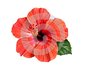 Bright red hibiscus flower isolated