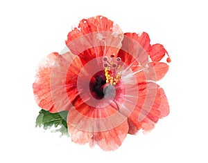 Bright red hibiscus flower isolated