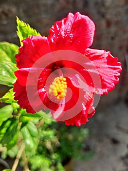 Bright red hibiscus flower isolated to sun