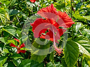 A Bright Red Hibiscus Flower with a Long Pistil