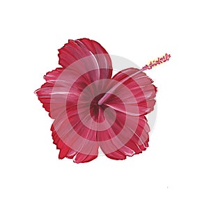Bright red hibiscus isolated on white background. Chinese rose. Tropical flower. Watercolor hand drawn illustration. For the