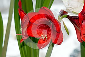 Bright red hippeastrum flower closeup