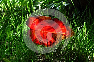 Bright red holly leaf in a juicy green grass 2.