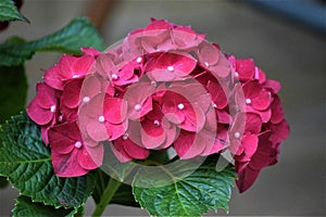 Bright red hydrangeas