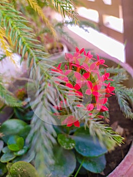 Bright red Ixora coccina with Xmas tree