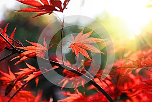 Bright red Japanese maple or Acer palmatum leaves on the autumn garden