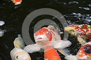 Bright red Koi fishes swim in an open pond