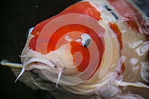 Bright red Koi fishes swim in an open pond, red, white and orange fish in open water