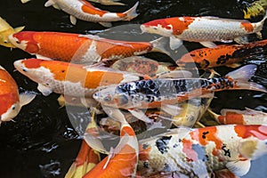 Bright red Koi fishes swim in an open pond, red, white and orange fish in open water