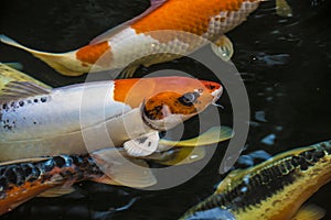 Bright red Koi fishes swim in an open pond, red, white and orange fish in open water