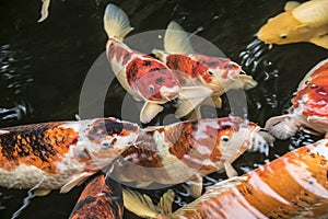 Bright red Koi fishes swim in an open pond, red, white and orange fish in open water