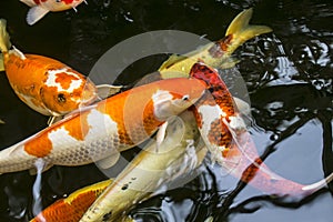 Bright red Koi fishes swim in an open pond, red, white and orange fish in open water