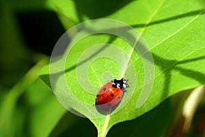 A bright red ladybug with black spots creeps on a green leaf