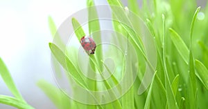 Bright red ladybug on blade of green grass