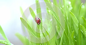 Bright red ladybug on blade of green grass covered in dew drops