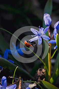 Bright red ladybug and bluebell. Colorful spring card