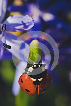 Bright red ladybug and bluebell. Colorful spring card