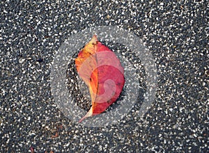 Bright red leaf on ground. Fallen leaf closeup. Autumn season nature detail. Seasonal background.