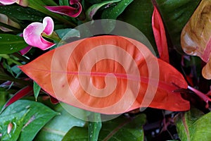 The bright red leaf of Philodendron Prince of Orange, a tropical plant photo