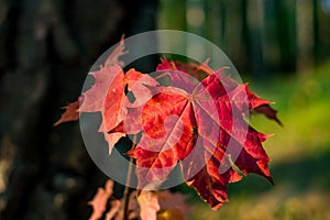 Bright red leaf of a young maple