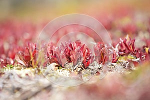 Bright red leaves of Alpine Bearberry Arctous alpina, Arctostaphylos alpina photo