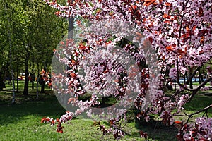 Bright red leaves and pink flowers on branches of Prunus pissardii in spring