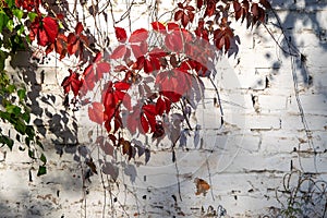 Bright red leaves of wild grapes against white brick wall