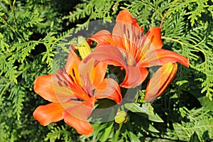 Bright red lilies on a background of green grass. Two beautiful lilies.