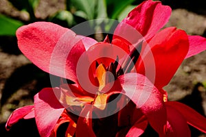 Bright red lily flower closeup with soft blurred background.