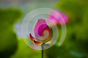 A bright red lotus flower bud in blossom