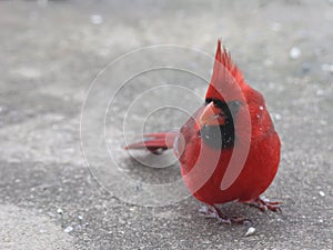 Bright Red Male Cardinal