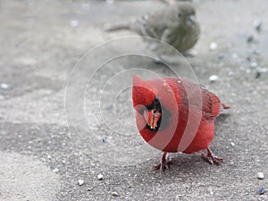 Bright Red Male Cardinal