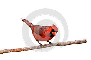 Bright red male cardinal on a branch