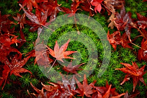 Bright red maple leaf close up On the ground there are small rocks and green moss. In the autumn forest in Japan