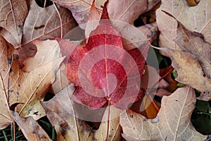 Bright red maple leaf on fallen autumn leaves