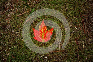 Bright red maple leaf on green grass