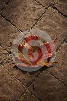 Bright red maple leaf resting on a brown stone path