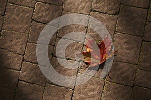 Bright red maple leaf resting on a brown stone path