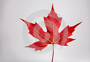 Bright red maple leaf on a white background