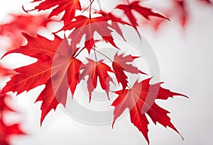 Bright red maple leaf on a white background
