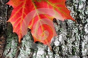 Closeup of bright red maple leaf on rough bark.