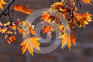 Bright red maple leaves on a brick wall background