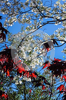 Bright red maple leaves in partial shadow against white dogwood blossoms and a bright blue sky