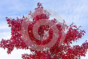 Bright red maple tree in autumn against a blue sky