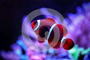 Bright Red Maroon clownfish - Premnas biaculeatus