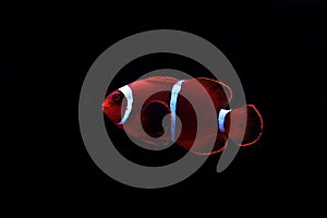 Bright Red Maroon clownfish - Premnas biaculeatus