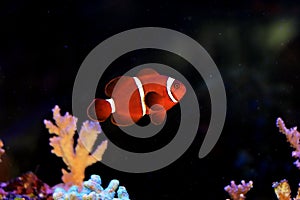 Bright Red Maroon clownfish - Premnas biaculeatus