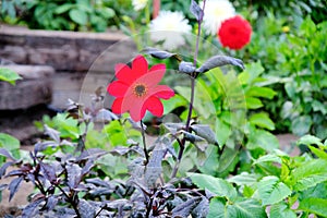 Bright red mignon dark-leaved dahlia