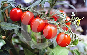 Bright red mini tomatoes bunch on a branch with leaves