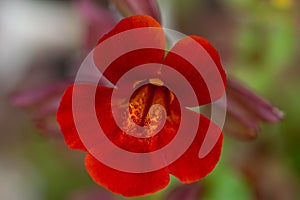 Scarlet monkey flower